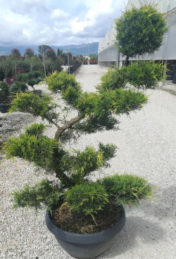 JUNIPERUS media Pfitzeriana AUREA En pot forme bonsaï