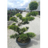 JUNIPERUS media Pfitzeriana AUREA En pot forme bonsaï