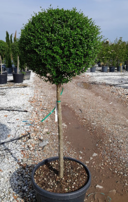 LIGUSTRUM delavayanum En pot forme tige hauteur du tronc 090-110 cm