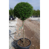 LIGUSTRUM delavayanum En pot forme tige hauteur du tronc 090-110 cm