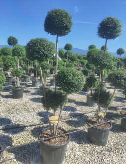 LIGUSTRUM delavayanum En pot forme pompons