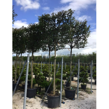 LIGUSTRUM japonicum En pot forme rideau sur tige hauteur du tronc 190-210 cm