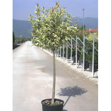 LIGUSTRUM japonicum EXCELSUM SUPERBUM En pot forme tige hauteur du tronc 090-110 cm