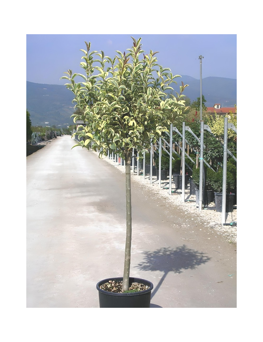 LIGUSTRUM japonicum EXCELSUM SUPERBUM En pot forme tige hauteur du tronc 090-110 cm
