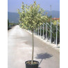 LIGUSTRUM japonicum EXCELSUM SUPERBUM En pot forme tige hauteur du tronc 090-110 cm
