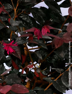 LOROPETALUM chinense BLACK PEARL