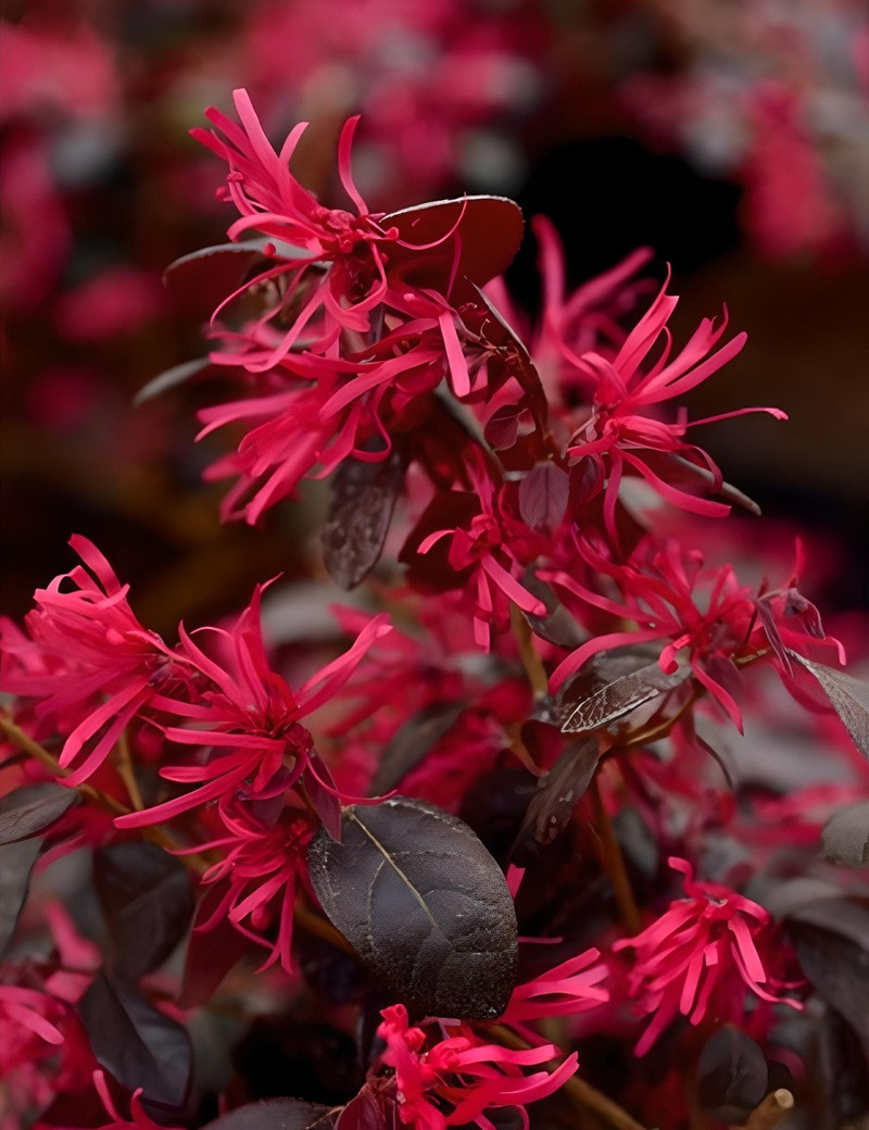 LOROPETALUM chinense BLACK PEARL