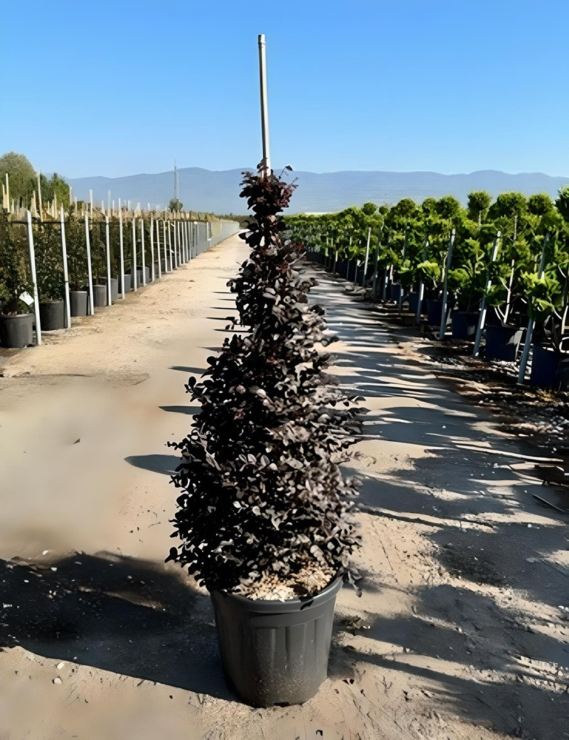 LOROPETALUM chinense BLACK PEARL En pot forme conique