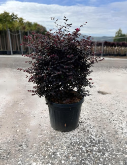 LOROPETALUM chinense BLACK PEARL En pot forme boule