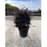 LOROPETALUM chinense BLACK PEARL En pot forme boule