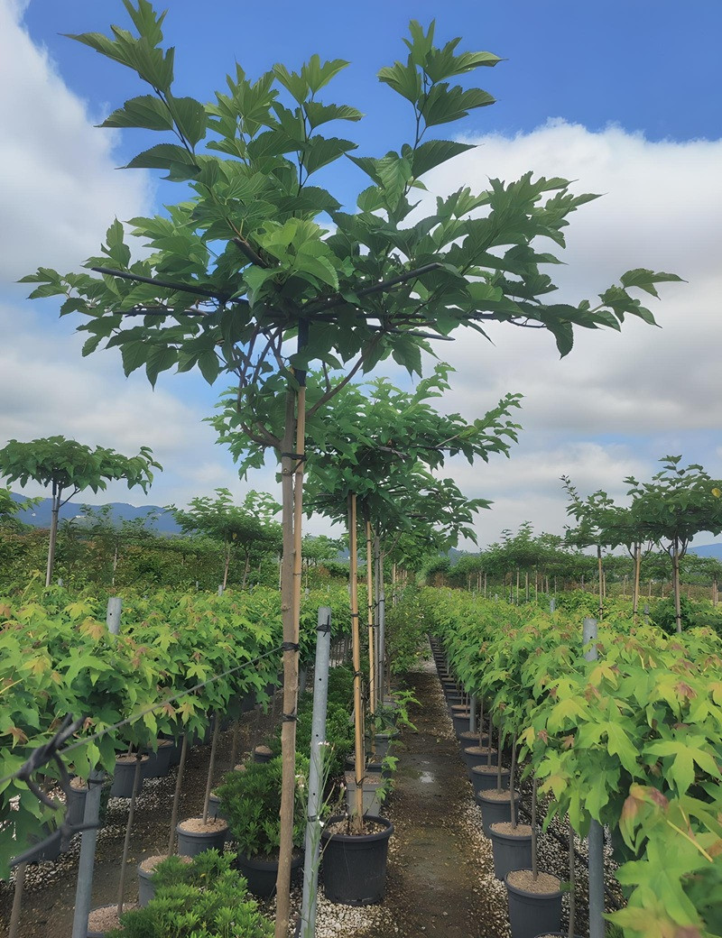 MORUS kagayamae FRUITLESS En pot forme plateau sur tige hauteur du tronc 190-210
