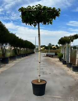 MORUS kagayamae FRUITLESS En pot forme plateau sur tige hauteur du tronc 190-210