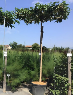 MORUS kagayamae FRUITLESS En pot forme plateau sur tige hauteur du tronc 190-210