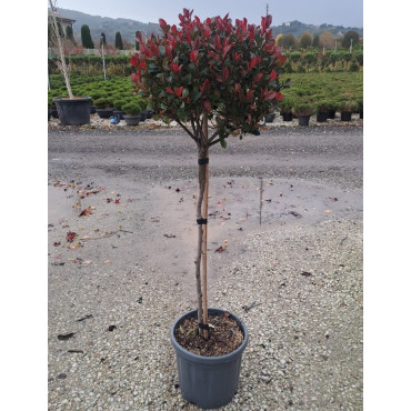 PHOTINIA fraseri LITTLE RED ROBINEn pot forme tige hauteur du tronc 090-110 cm