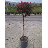 PHOTINIA fraseri LITTLE RED ROBINEn pot forme tige hauteur du tronc 090-110 cm