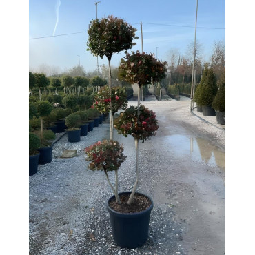 PHOTINIA fraseri LITTLE RED ROBIN En pot forme pompons