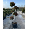 PHOTINIA fraseri LITTLE RED ROBIN En pot forme pompons