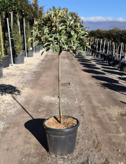 PHOTINIA fraseri PINK MARBLE® En pot forme tige hauteur du tronc 090-110 cm