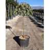 PHOTINIA fraseri PINK MARBLE® En pot forme tige hauteur du tronc 090-110 cm