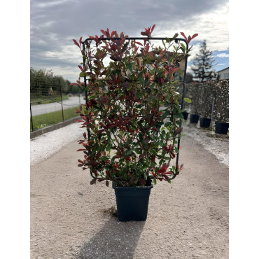 PHOTINIA fraseri PINK MARBLE® En pot forme espalier