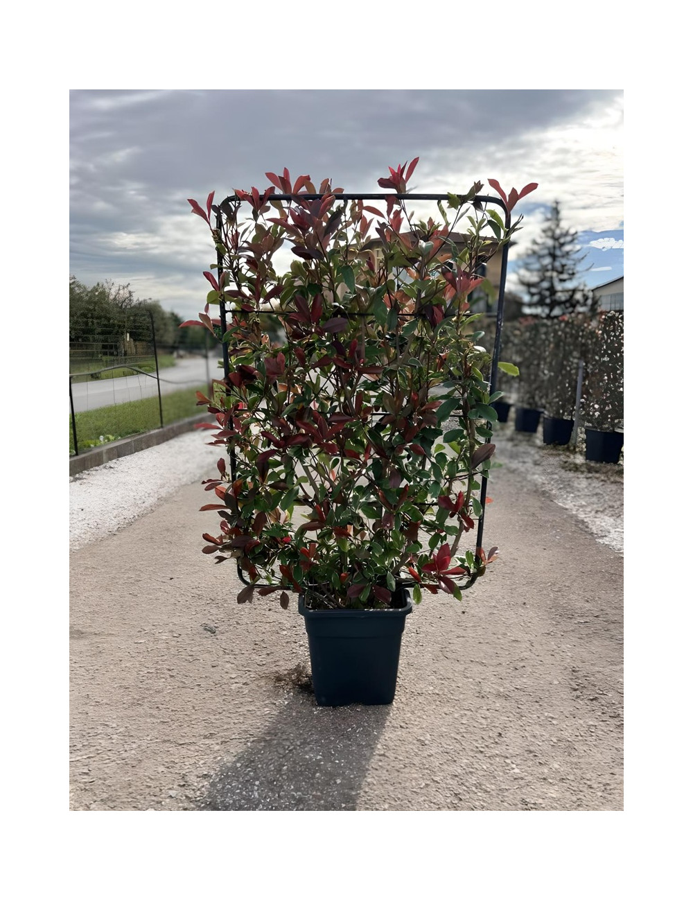 PHOTINIA fraseri PINK MARBLE® En pot forme espalier