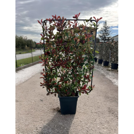 PHOTINIA fraseri PINK MARBLE® En pot forme espalier