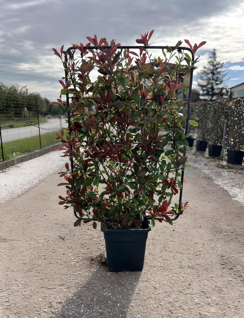 PHOTINIA fraseri PINK MARBLE® En pot forme espalier