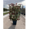 PHOTINIA fraseri PINK MARBLE® En pot forme espalier