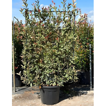 PHOTINIA fraseri PINK MARBLE® En pot forme espalier