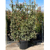 PHOTINIA fraseri PINK MARBLE® En pot forme espalier