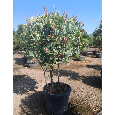 PHOTINIA fraseri PINK MARBLE® En pot cépée remontée