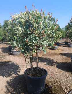 PHOTINIA fraseri PINK MARBLE® En pot forme cépée remontée