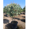 PHOTINIA fraseri PINK MARBLE® En pot cépée remontée