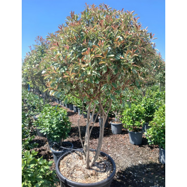 PHOTINIA fraseri PINK MARBLE® En pot cépée remontée
