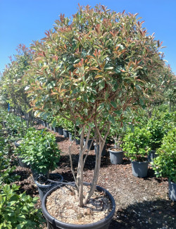 PHOTINIA fraseri PINK MARBLE® En pot forme cépée remontée