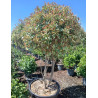 PHOTINIA fraseri PINK MARBLE® En pot cépée remontée