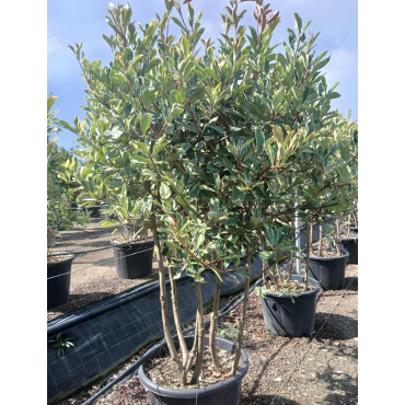 PHOTINIA fraseri PINK MARBLE® En pot cépée remontée
