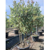 PHOTINIA fraseri PINK MARBLE® En pot cépée remontée