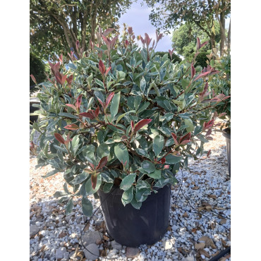 PHOTINIA fraseri PINK MARBLE® En pot forme boule