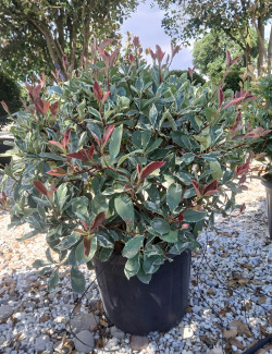 PHOTINIA fraseri PINK MARBLE® En pot forme boule