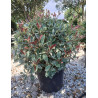 PHOTINIA fraseri PINK MARBLE® En pot forme boule