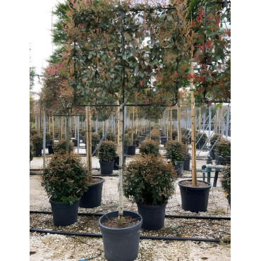 PHOTINIA fraseri PINK MARBLE® En pot rideau sur tige hauteur du tronc 190-210 cm