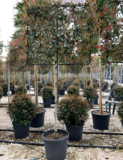 PHOTINIA fraseri PINK MARBLE® En pot rideau sur tige hauteur du tronc 190-210 cm