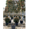 PHOTINIA fraseri PINK MARBLE® En pot rideau sur tige hauteur du tronc 190-210 cm