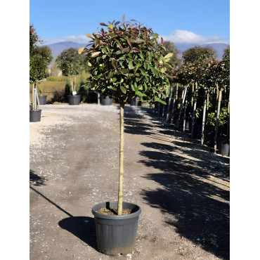 PHOTINIA fraseri RED ROBIN En pot forme tige hauteur du tronc 090-110 cm