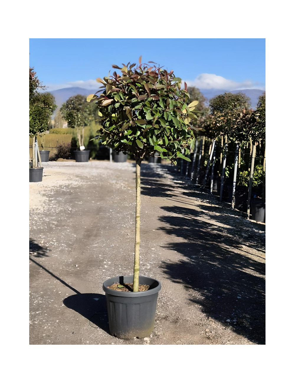 PHOTINIA fraseri RED ROBIN En pot forme tige hauteur du tronc 090-110 cm