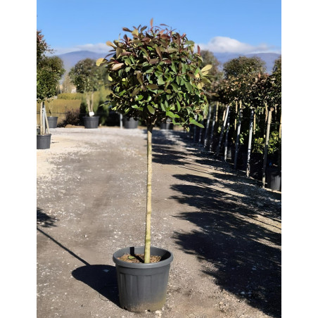 PHOTINIA fraseri RED ROBIN En pot forme tige hauteur du tronc 090-110 cm
