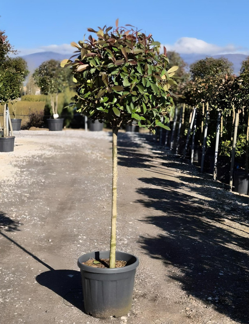 PHOTINIA fraseri RED ROBIN En pot forme tige hauteur du tronc 090-110 cm