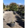 PHOTINIA fraseri RED ROBIN En pot forme tige hauteur du tronc 090-110 cm