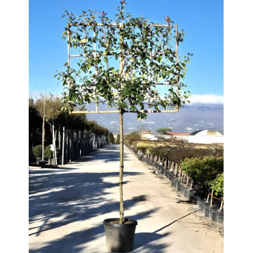 PHOTINIA fraseri RED ROBIN En pot rideau sur tige hauteur du tronc 190-210 cm